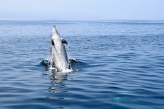 Dolphin Survey trip June 2018