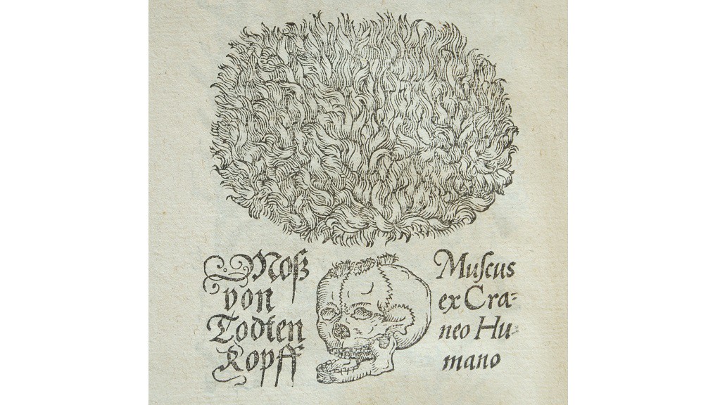 插图来自约翰·杰拉德(John Gerard, e)的《植物史》，1597年