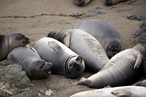 Happy Elephant Seals