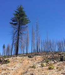 Boggs State Demonstration Forest