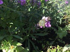 Butterflies in my garden