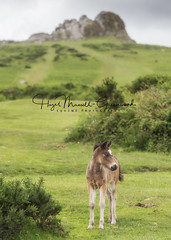 Dartmoor ponies 