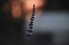 Domestic lavender