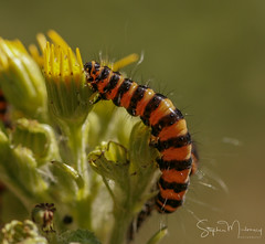 Cinnarbar Moth Caterpillar