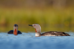Red-throated Loons in Central Sweden