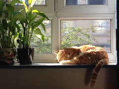 Cats on a sunny Caturday