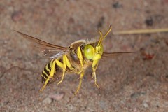 All Hymenoptera - Alle Hautflügler