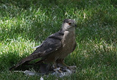 Backyard Cooper's Hawk 8/5/18