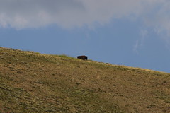 Yellowstone National Park Wildlife 7/27/18