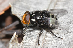 Diptera - Calliphoridae