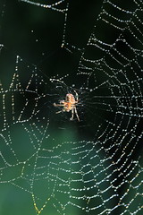 Spider Webs 2018