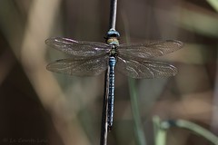 Anax empereurs (Anax imperator)