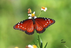 Butterflies of Central Florida