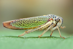 Cicadelídeos (Leafhoppers)