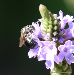 Zadontomerus, small carpenter bee
