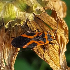 Lygaeus turcicus, false milkweed bug