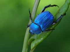 Hoplie bleue (Hoplia coerulea), Florac, Cévennes, France