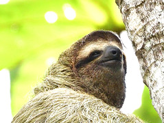 Mammals - Costa Rica