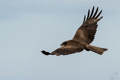 Milhafre-preto | Black Kite (Milvus migrans)