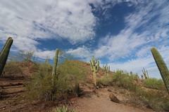 Desert Botanical Gardens (Phoenix, Arizona)