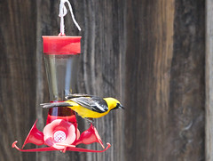 Yellow Hooded Oriole