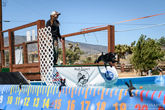 High Desert Dog Sports Splash 10 & 11