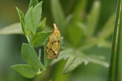 Euxanthie du chardon (Agapeta hamana)