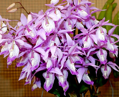            orchid species i've bloomed #14 (full)