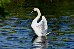 Swans & Ducks