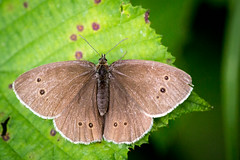 Schwarzwald-Schmetterlinge