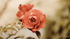 Une rose pleine de douceur pour tous les amis de Flicr