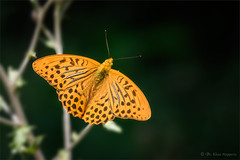 butterflies & moths