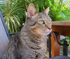 Cats of Key West, 2017 Key West trip