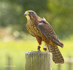 Falcon New-Zealand 