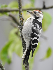 Lesser Spotted Woodpecker (Dryobates minor) Väike-kirjurähn