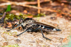 Asilidae of Costa Rica