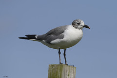 Laughing Gull CNWR Aug 18