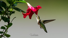 Ruby-throated Hummingbirds of the Jersey Shore | 2018