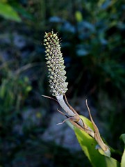 BROMELIACEAE - Aechmea bromeliifolia