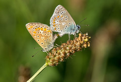 Schmetterlinge und Raupen /  Butterflies and Caterpillars