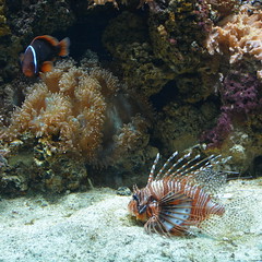 London, England, UK - The Regent's Park - London Zoo - Aquarium - Coral Reef - Lionfish and Clownfish