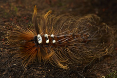 Caterpillars (Rwanda)