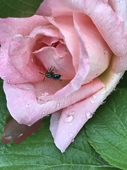 Insects In My Garden and Elsewhere
