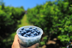Blueberry Pick up 07082018