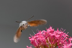 papillons -insectes