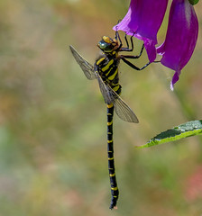 Golden Ringed Dragonfly