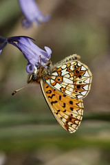Butterflies (UK)