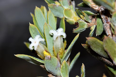 Ericaceae 