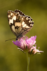 Butterflies & moths - Mariposas y polillas