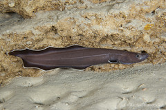 Protoguilla palau - Ancient Eel